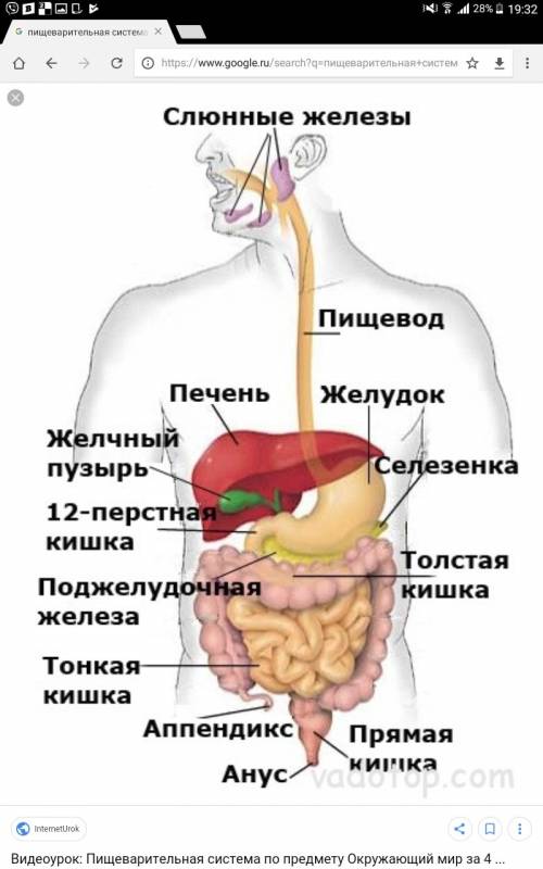 Укажи стрелками части пищеварительной системы