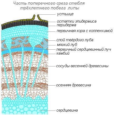 Каким образом можно изучить внутреннее строение стебля?