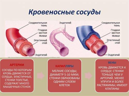 Чем артерии отличаются от вен как это связано с их функциями