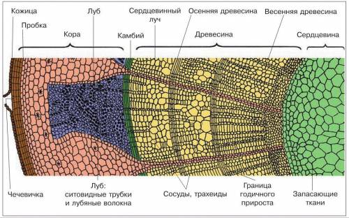 Из каких тканей состоит древесная кора,камбий,древесина, сердцевина