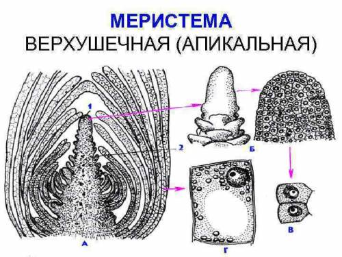 Растения растут и развиваются за счёт деления клеток ткани: 1)механической 2)образовательной 3)основ