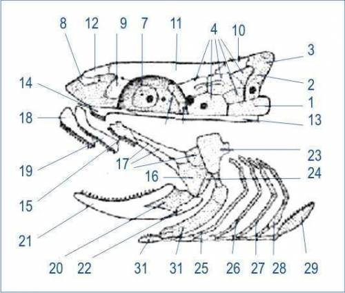 Рассмотрите скелет головы рыбы. что входит в его состав? 20 б, !