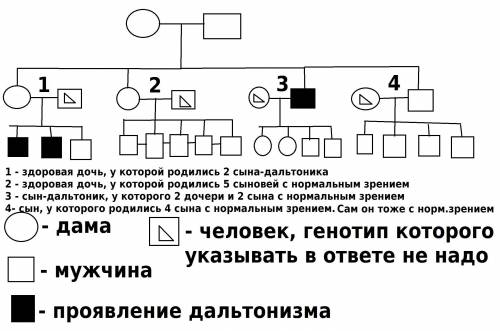 Уанны и павла,имеющих нормальное зрение,родились два сына т две дочери.у первой десерт нормальное зр