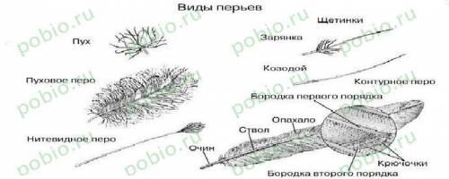 Сделать рабораторную работу тема изчение внешнего строения птиц