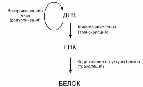 Всем ! мне задали выполнить ( лично для меня) сложный тест по биологии. кому не трудно сравнить гаме