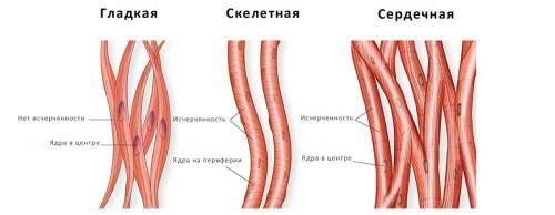 1. чем мышечное волокно скелетной мышцы отличается от клетки гладкой мышечной ткани? 2. каково строе