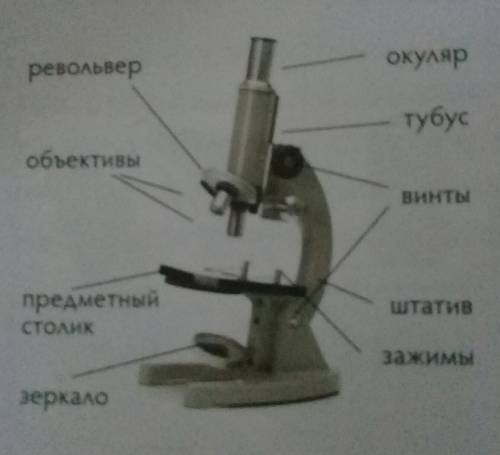 3. на рисунке представлен световой микроскоп. (a) обозначьте на рисунке стрелками объектив и окуляр.