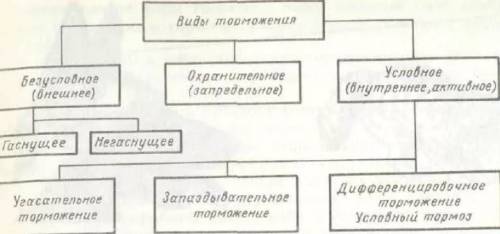 Что такое торможение назовите формы торможения. чем они отличаются? какова роль торможения условных