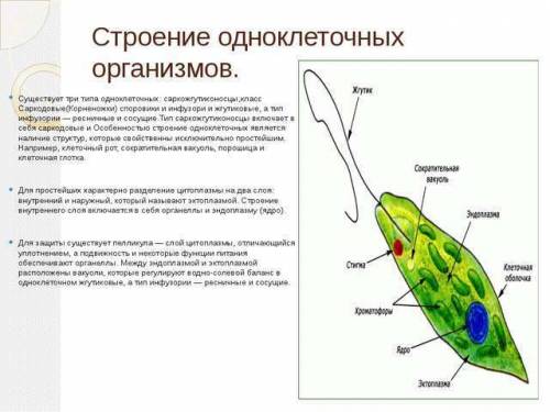 передвижения и строение одноклеточных животных !