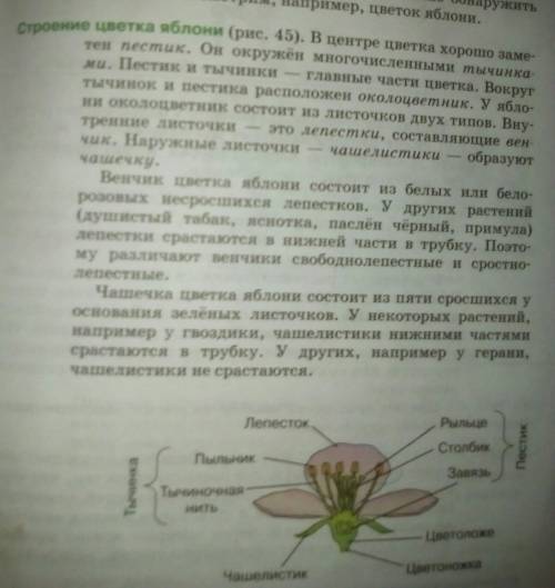 Скиньте строение цветка и дайте характеристику частям цветка