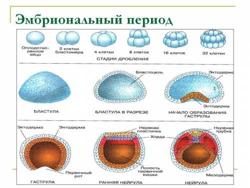 Эмбриональное развитие, зародышевые листки расскажите мне что там происходит и сколько стадий или че