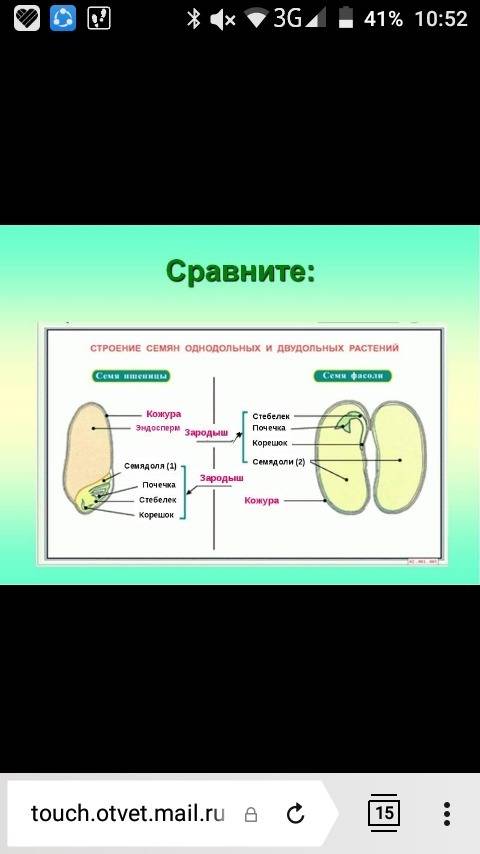 Каково внешнее и внутреннее строение семени ?