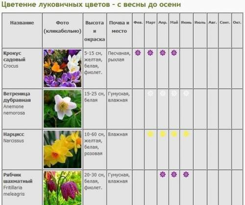 Попробуйте (по желанию)придумать и нарисовать эскиз клумбы ,используя несколько видов цветочно-декор