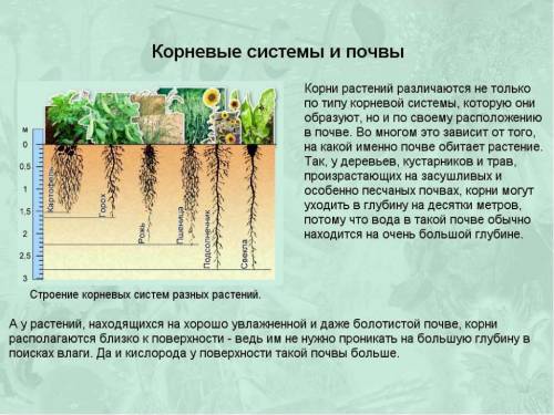 Чем можно обьяснить тот факт, что корневая система поверхностная?