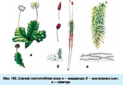 Тіло маршанції мінливої а стеблом б сланню в листками г міцелієм