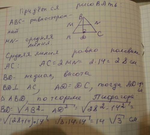 1) средняя линия правильного треугольника равна 14 см. вычислить медиану.