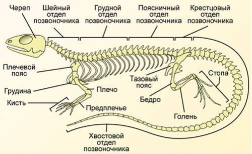 Каково строение грудной клетки ящерицы? какие функции выполняет этот отдел скелета?