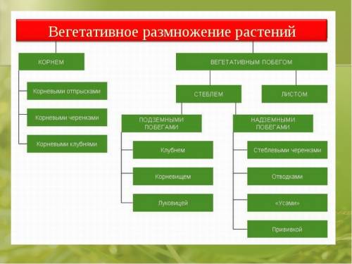 Составить схему вегетативного размножения, растения