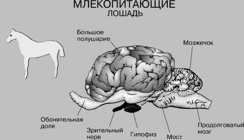 Нужно определить отделы и вес мозга: акулы, лягушки, гуся, лошади, человека. заранее большое !