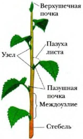 Побег-один из основных органов растения.