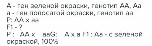 Уарбуза зеленая окраска плода доминирует над полосатой.от скрещивания гомозиготного зеленоплодного с