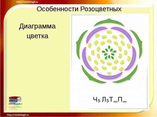 Рассписать признаки розоцветных и представителей