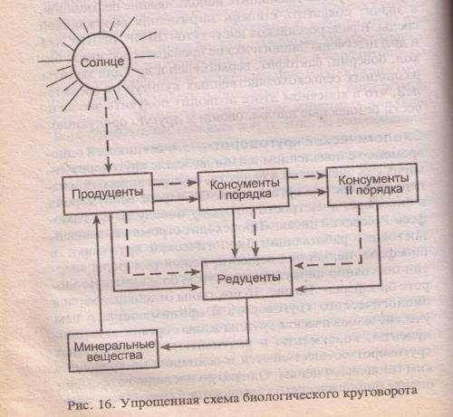 Составьте схему биологического круговорота в природе