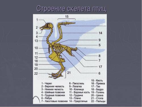 Строение скелета птицы таблица 1 колонка отдел скелета 2 колонка кости 3 колонка особенности строени