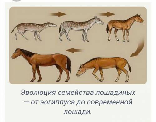 1.первый предок лошади ( краткое описание , только правда краткое, когда жил)