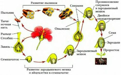 Схема по биологии половое размножение растений