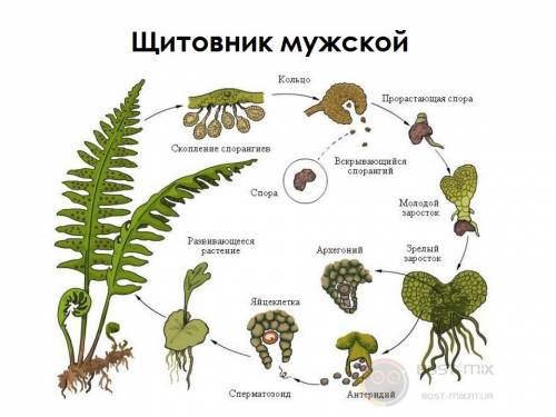 Расположение спорангиев у мужского папоротника