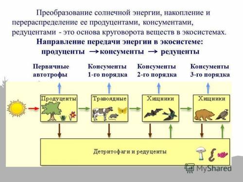 (( дай определение понятиям производители, потребители, разрушители в экосистеме схематические изобр