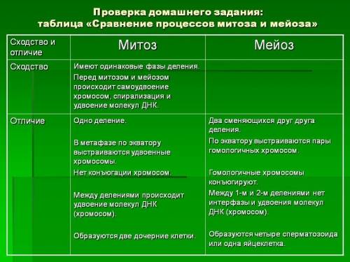 Различие и сходство между митозом и мейозом