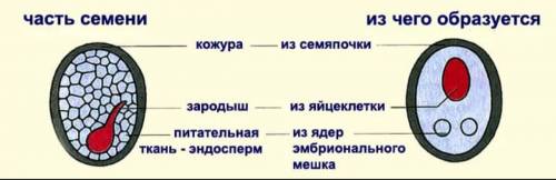 Из чего состоит зародыш созревшей семена?