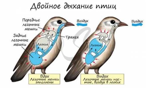 Яке значення для птахів має подвійне дихання?