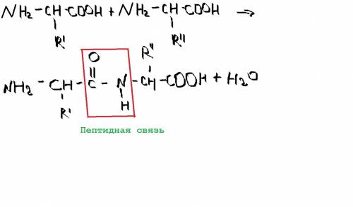 Уравнения взаимодействия аминокислот друг с другом, обозначьте пептидную связь