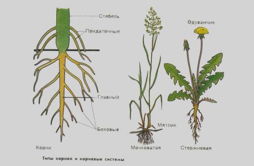 Строение одуванчика! опишите или лучьше дайте картинку о строение корневища у одуванчика! заранее !