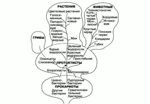 Примеры естественной и искусственной системы классификации живых организмов.указать различие между и