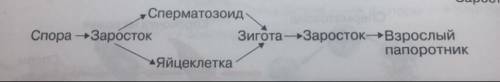 Напишите схему размножения папоротников