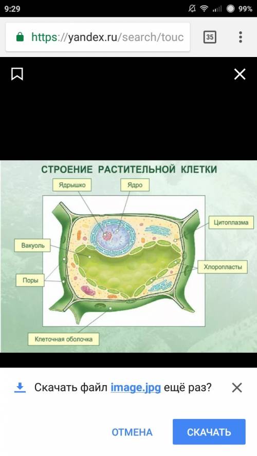 Строение клетки что имеет клетка? ( из впр 6 класс)