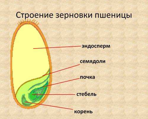 Что коме эндосперм и семенной кожуры , содержит семя?