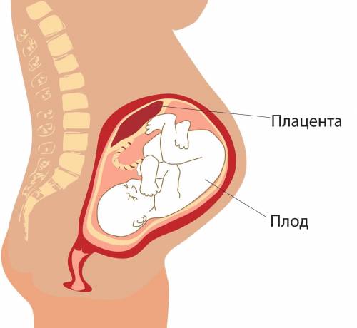 Какую функцию выполняет плацента? когда и где она формируется?