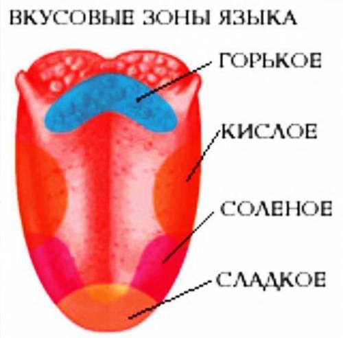 Какие зоны чувствительности присутствуют на нашем языке, где они расположены?