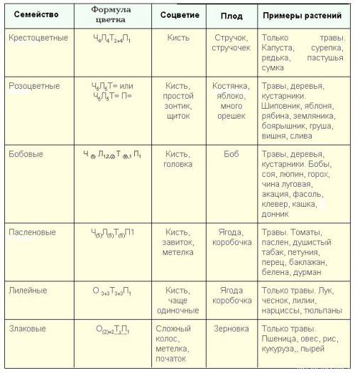 Расписать семейства (формула цветка, плод, соцветие, значение).