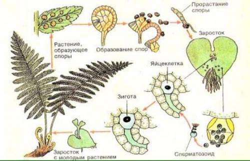 Нарисуйте цикл развития папоротникообразных