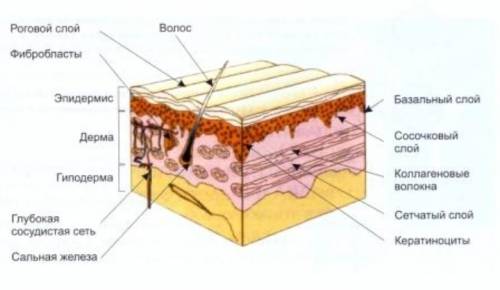 Перечислите все структуры собственно кожи (дермы)