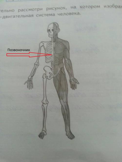 Укажи на рисунке часть опорно-двигательной системы которая позволяет человеку сохранять вертикальное