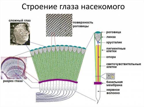 Скакого органа пчелы различать цвета?