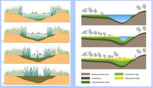 Всегда ли озёра превращаются в болота? от чего зависит скорость этого превращения?
