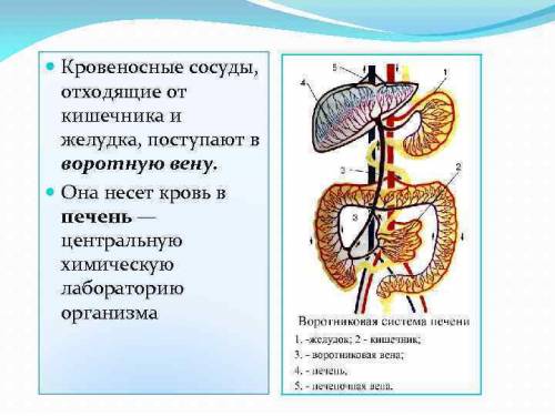 Какие кровеносные сосуды приносят кровь в кишечник.